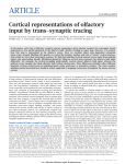 Cortical representations of olfactory input by trans