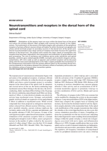 Neurotransmitters and receptors in the dorsal horn of the spinal cord
