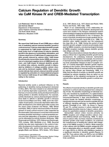 Calcium Regulation of Dendritic Growth via CaM Kinase IV and