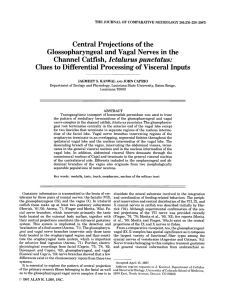 Central projections of the glossopharyngeal and