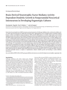 Brain-Derived Neurotrophic Factor Mediates Activity