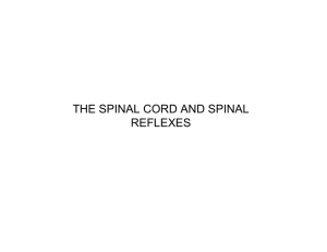 THE SPINAL CORD AND SPINAL REFLEXES