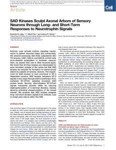 SAD Kinases Sculpt Axonal Arbors of Sensory Neurons through