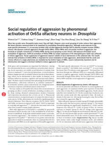 Social regulation of aggression by pheromonal activation of Or65a