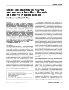 Modeling stability in neuron and network function: the role of activity