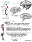 subcortical white matter (centrum semiovale)