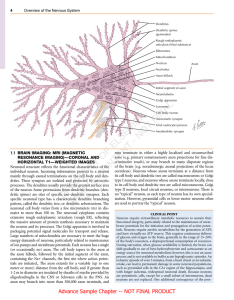 Netter`s Atlas of Neuroscience - 9780323265119 | US Elsevier