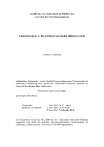 Characterisation of the zebrafish cerebellar efferent system