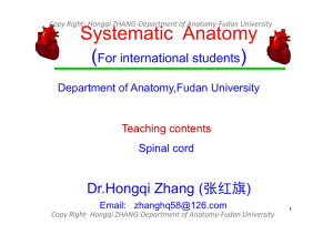 Copy Right- Hongqi ZHANG-Department of Anatomy