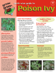 Poison Ivy - Keep Austin Beautiful