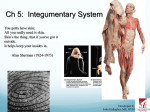 Ch 5: Integumentary System