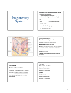 Components of the Integumentary System include 1. cutaneous