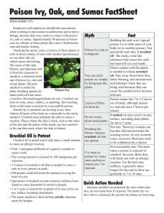 Poison Ivy, Oak, and Sumac FactSheet Myth Fact HS04-064B(3-07)