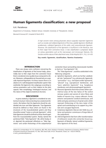 Human ligaments classification: a new proposal