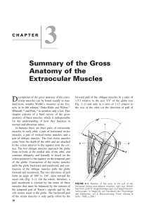 3 Summary of the Gross Anatomy of the Extraocular Muscles