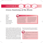 Chapter 6 — Gross Anatomy of the Brain