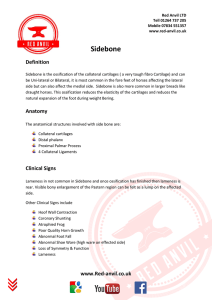 Sidebone - Red Anvil Ltd