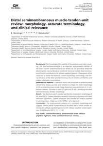 Distal semimembranosus muscle-tendon-unit review