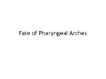 Fate of Pharyngeal Arches