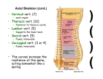 Axial Skeleton (cont.)