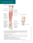 Stress Fracture of the Leg