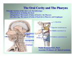 The Oral Cavity and The Pharynx