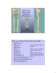There are 32 bones found in the lower limb: •hip bone (1) •femur (1