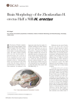 Brain Morphology of the Zhoukoudian H. erectus Half a Million