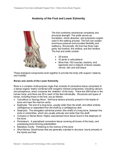 Anatomy of the Foot and Lower Extremity