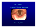 The Larynx Medical Clinical Anatomy