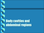 Body cavities and abdominal regions