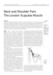 Neck and Shoulder Pain: The Levator Scapulae