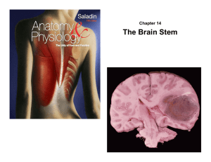 Chapter 14 The Brain Stem