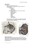 Penile Anatomy Blood supply Common iliac artery bifurcates