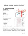 anatomy of female reproductive organs