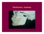 Masticatory Anat CR