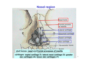 Nasal cavity