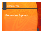 Objectives Endocrine System
