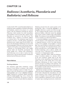 Radiozoa (Acantharia, Phaeodaria and Radiolaria) and Heliozoa