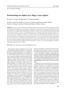 Penetrating eye injury in a dog: a case report