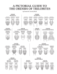 a pictorial guide to the orders of trilobites - ps