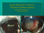 Uveitis in horses - case of