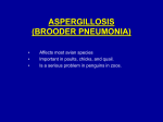 ASPERGILLOSIS (BROODER PNEUMONIA)