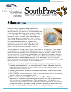 Glaucoma - VCA Specialty Animal Hospitals