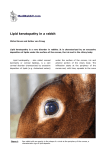 Lipid keratopathy in a rabbit