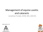 Equine cataracts and uveitis