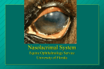 Equine Lacrimal and Conjunctiva