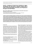 CycD1, a Putative G1 Cyclin from Antirrhinum majus, Accelerates