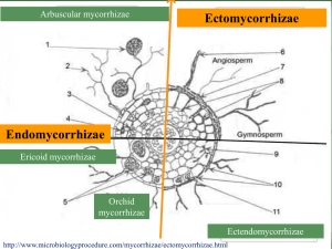 Ectomycorrhizae Endomycorrhizae