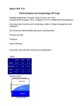 Agron 334 F13 Plant anatomy and morphology (29 Aug)